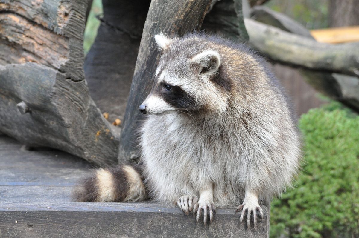 Waschbär (Procyon lotor) auf einem Baumstamm