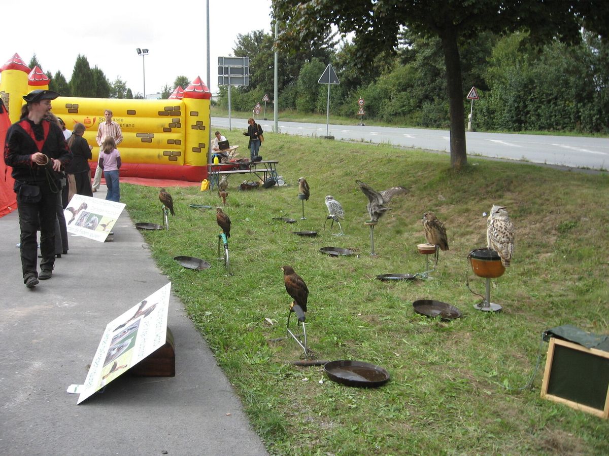 Greifvögel und Eulen sitzen angebunden auf Blöcken auf einer Rasenfläche, daneben ein Falkner mit Handschuh