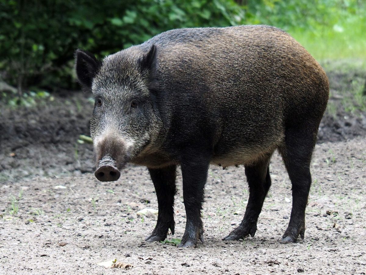 Ein einzelnes Wildschwein steht wachsam auf freiem Boden