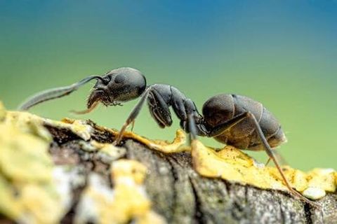 Große Drüsenameise breitet sich aus: Was die invasive Ameisenart für Jäger bedeutet