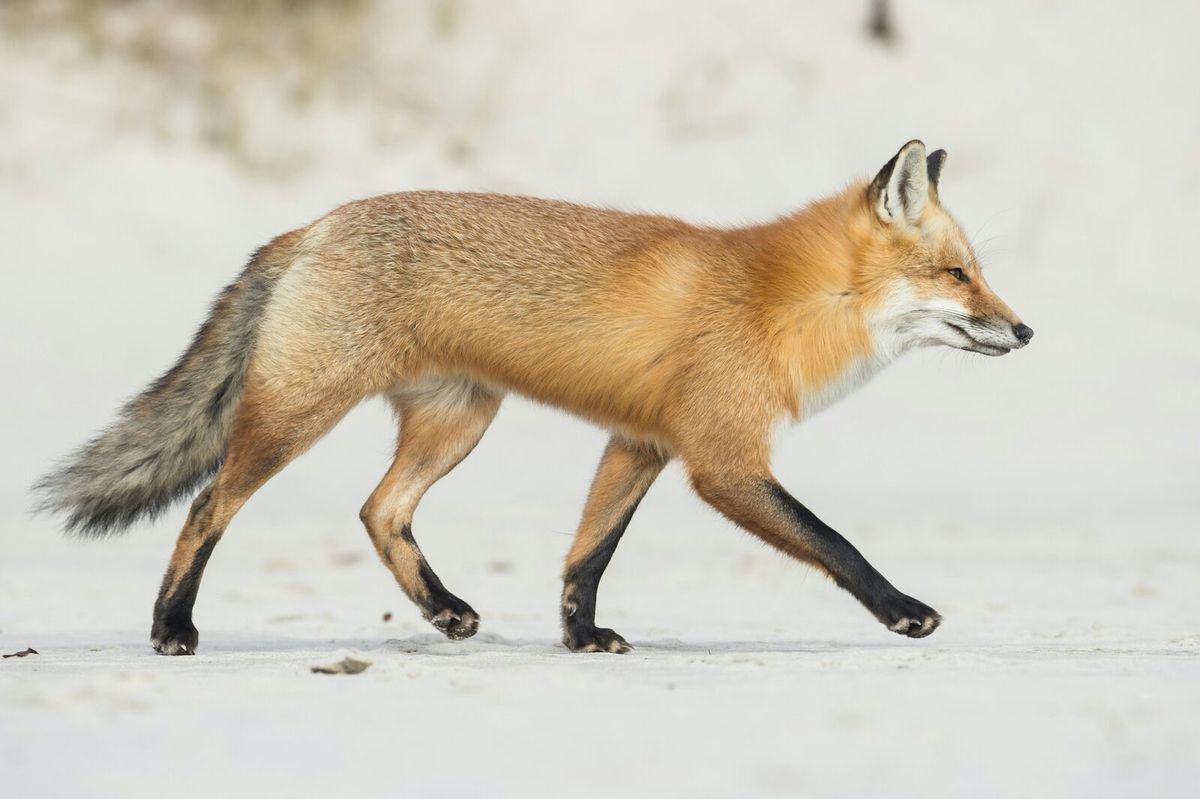 Adulter Rotfuchs schreitet in klarem Seitenprofil über eine helle Sandfläche.