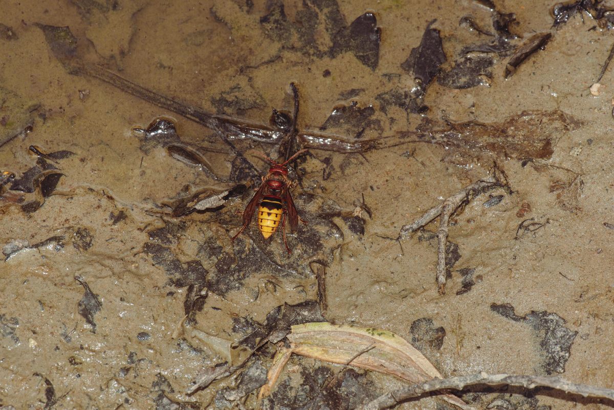 Europäische Hornisse Vespa crabro mit rotbraun-gelber Zeichnung