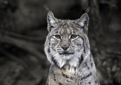 Entlaufener Luchs bei Haltern erschossen: Warum das kein jagdlicher Abschuss war