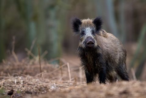Jagdstrecke Mecklenburg-Vorpommern 2025/26: Schwarzwildstrecke steigt um 36,68 Prozent