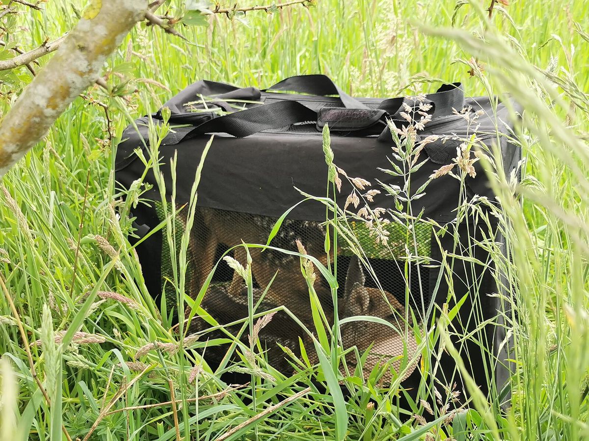 Rehkitz wird in einer Kitztasche getragen
