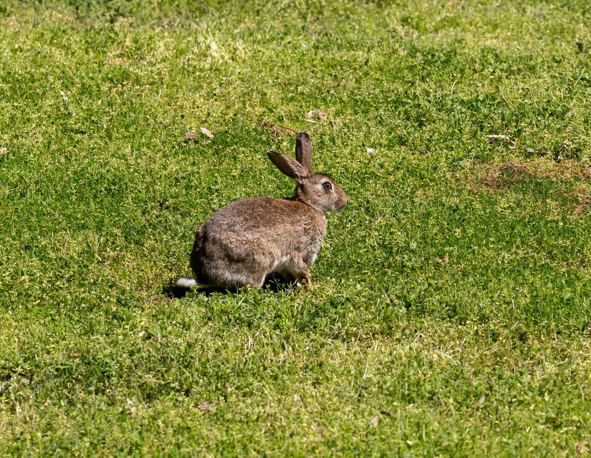 Europäisches Wildkaninchen sitzt auf einer kurzrasigen Grünfläche