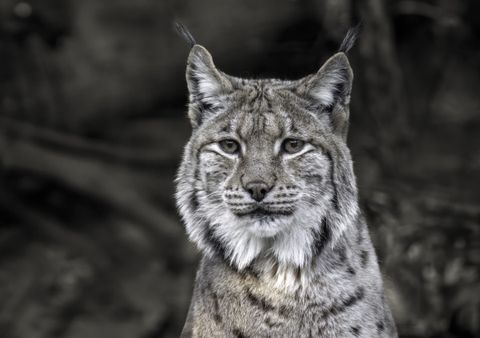 Luchs Thüringen: Wangari und Lana sind Tiere acht und neun – nun zählt die Revierbildung