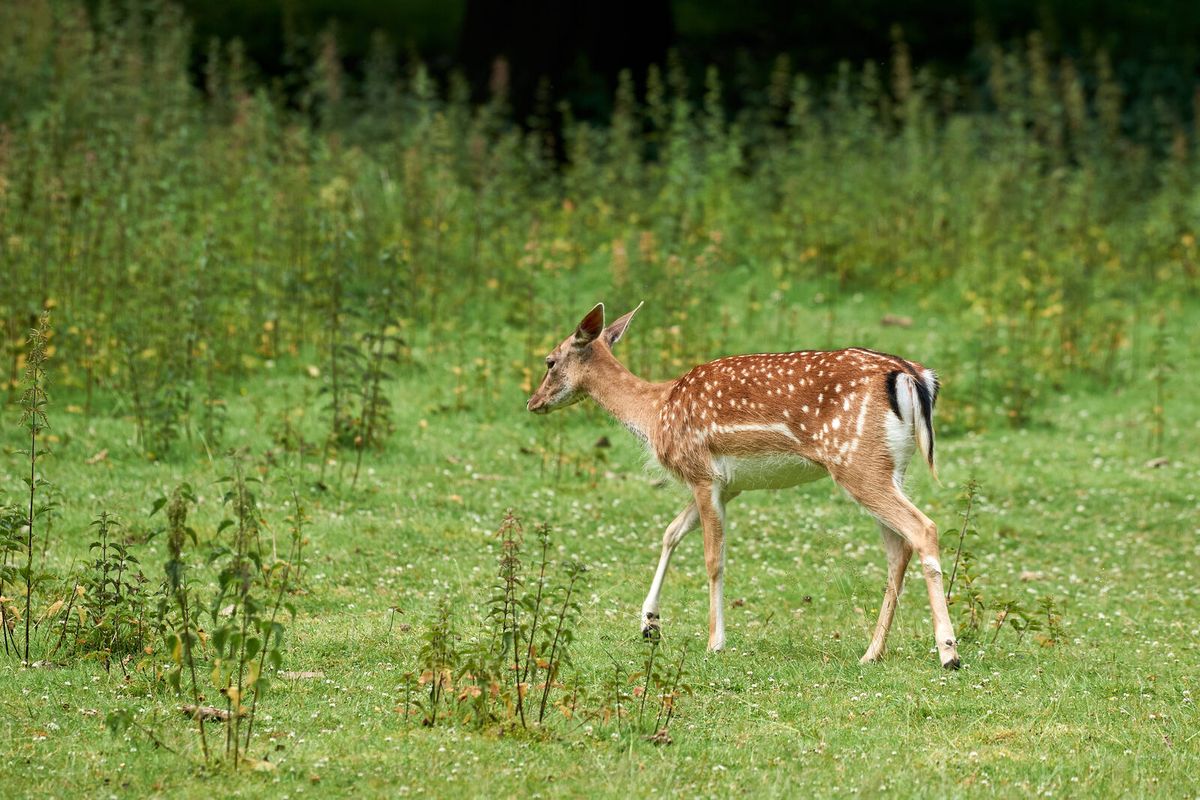 Reh auf einer Wiese – Rehwild ist für die Blauzungenkrankheit empfänglich