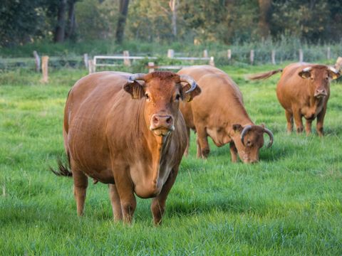 Shamonda-ähnliches Virus bei Rindern: Was der FLI-Nachweis für Jäger bedeutet