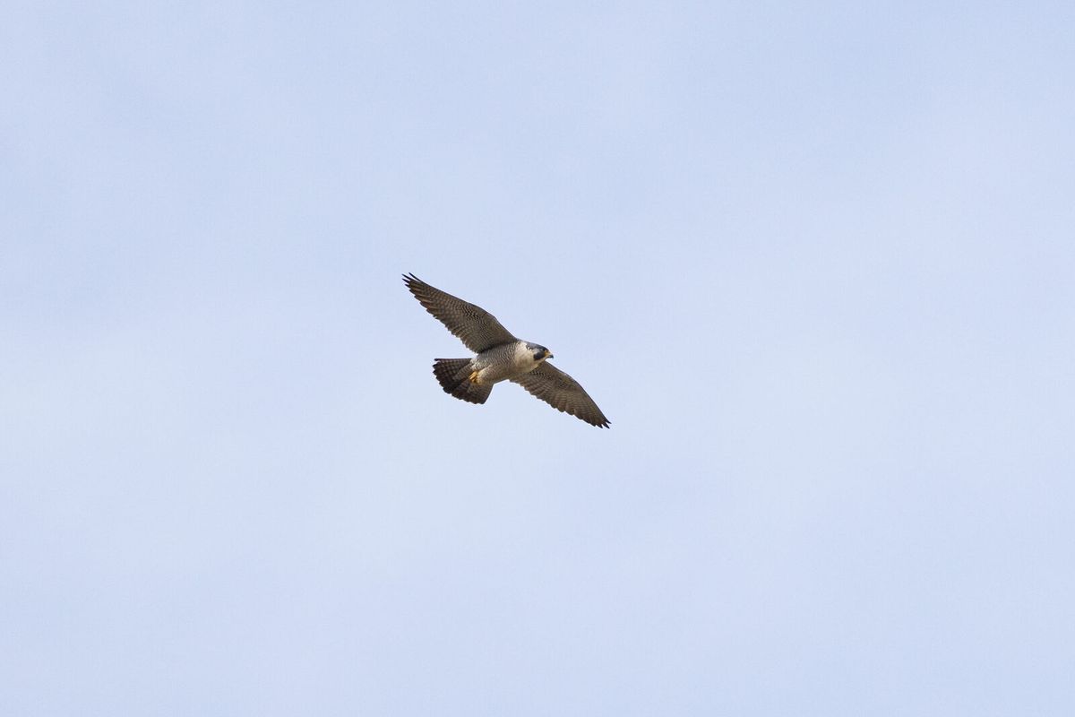 Wanderfalke im Flug mit langen sichelförmigen Flügeln und kurzem Schwanz
