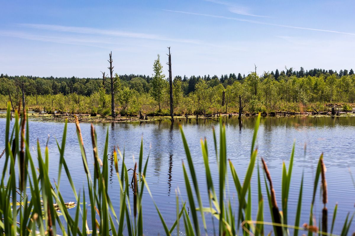 Wasserfläche mit Schilf und abgestorbenen Bäumen im Schwenninger Moos