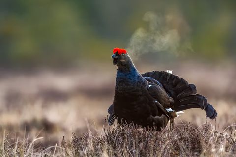 Einführung in die Hühnervögel (Galliformes) für die Jagd