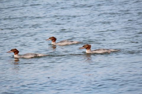 Gänsesäger an der Isar: Der Abschuss soll bis 2031 weitergehen – der Projektbericht fehlt bis heute