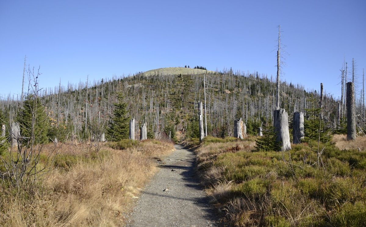 Waldlandschaft im Bayerischen Wald mit dem Gipfel des Lusen