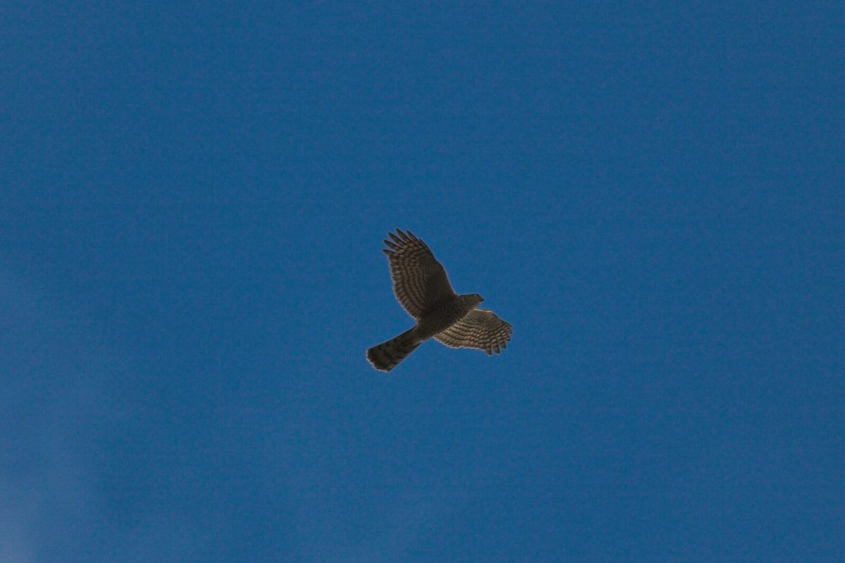 Sperber im Segelflug von unten gegen blauen Himmel: kurze gerundete Flügel und langer, schmaler Stoß