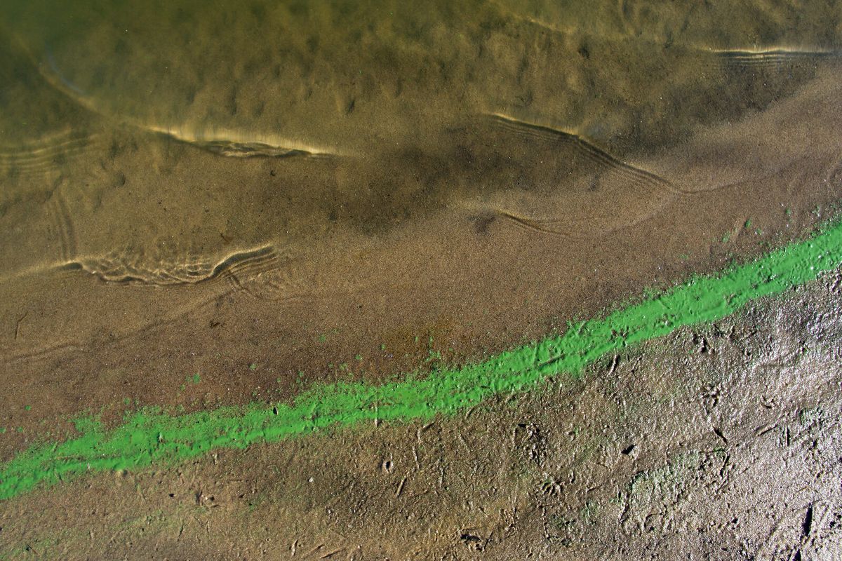 Grünlich-blaue Cyanobakterien haben sich als schlieriger Belag am Gewässerufer angesammelt