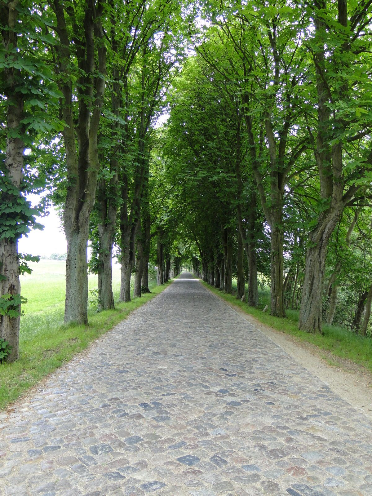 Gepflasterte Allee mit alten Bäumen in Mustin im Landkreis Ludwigslust-Parchim