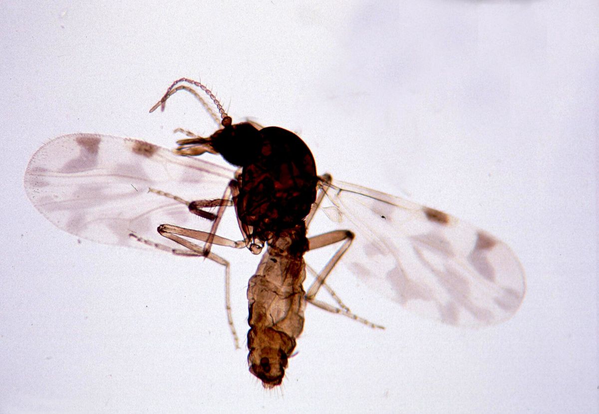 Nahaufnahme einer Gnitze der Gattung Culicoides