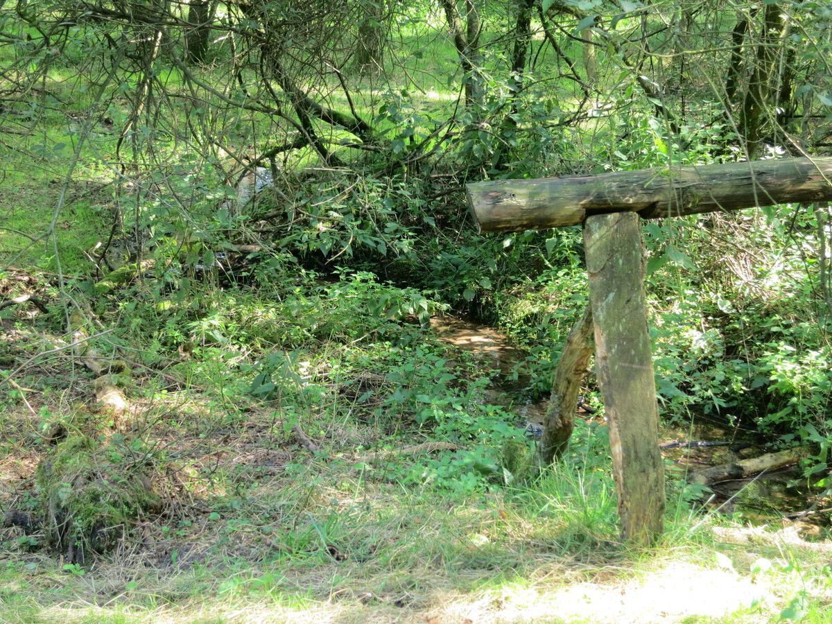 Schmaler, von Gehölzen beschatteter Quellbach der Wümme bei Bispingen-Haverbeck