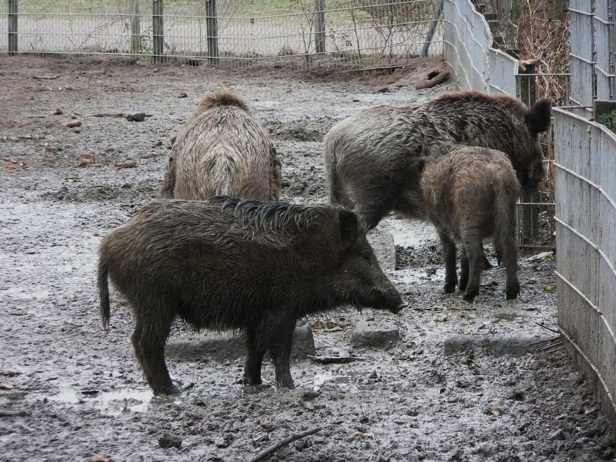 Rotte Wildschweine am Stadtrand von Mannheim