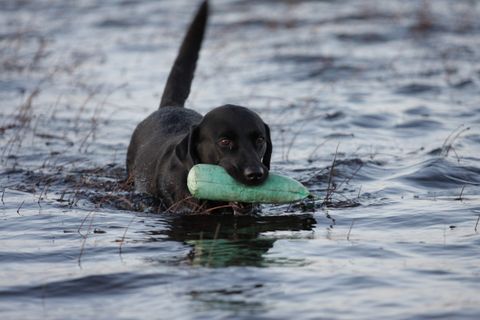 Blaualgen in der Donau: Warum Jäger ihre Hunde jetzt vom Wasser fernhalten sollten