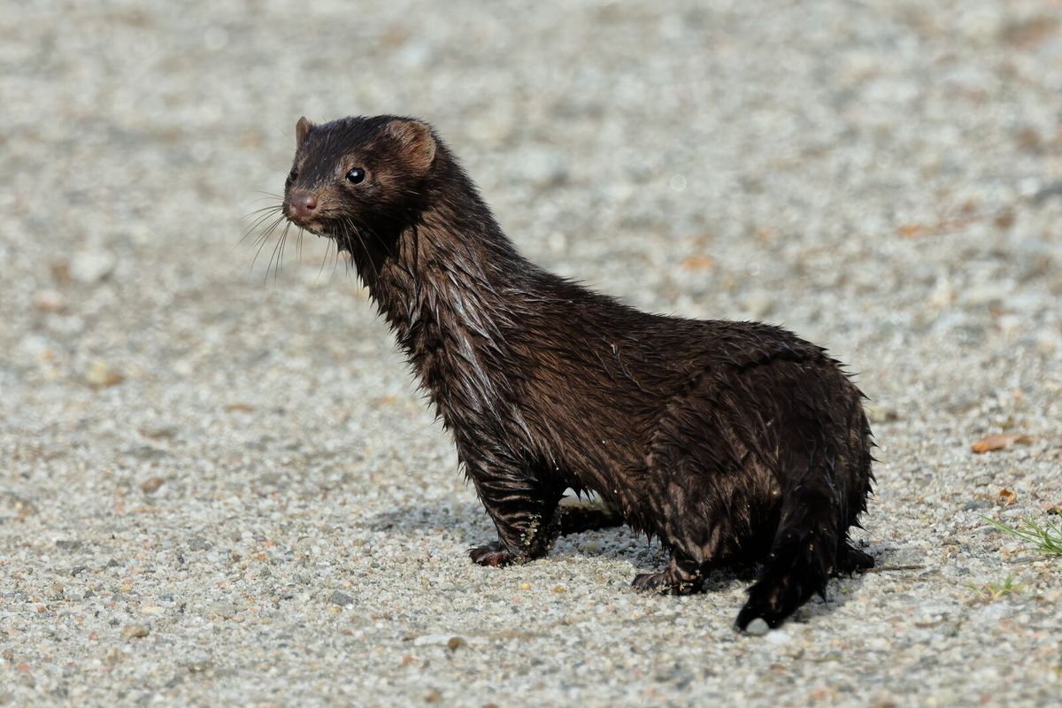Amerikanischer Nerz mit dunkelbraunem Fell steht auf einem Stein am Wasser