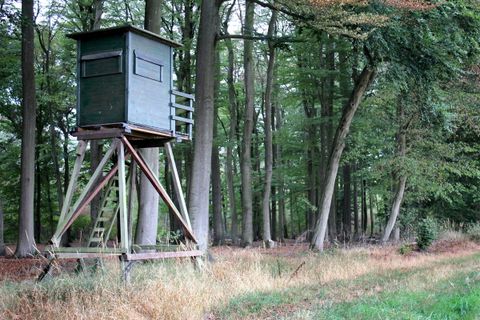 Jagdunfall bei Warburg: Warum ein Querschläger den Schützen nicht entlastet