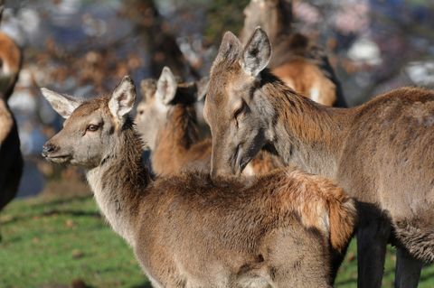 Blauzungenkrankheit 2026: Warum Jäger jetzt auf krankes Schalenwild achten müssen