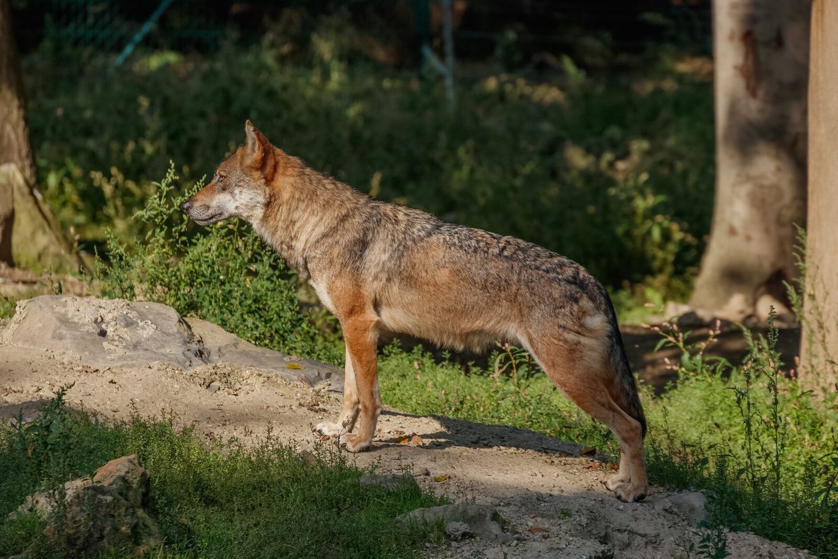 Wolf blickt aufmerksam in die Kamera
