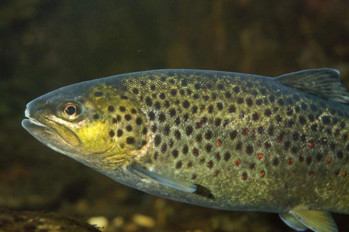 Bachforelle im klaren Wasser eines Fließgewässers
