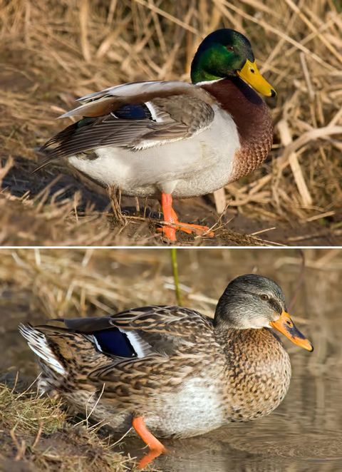 Enten: Biologie und Jagd