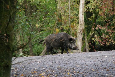 Dürfen Jäger nachts schießen? Schwarzwild ja, Rehwild nein