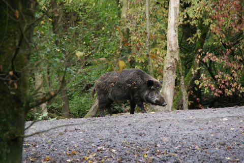 Dürfen Jäger nachts schießen? Schwarzwild ja, Rehwild nein