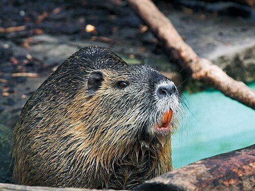 Nahaufnahme einer Nutria mit auffällig orangefarbenen Nagezähnen