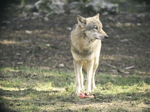 Landesjagdgesetz Schleswig-Holstein: Der Wolf steht im Titel, die schnellste Änderung trifft den Nutria