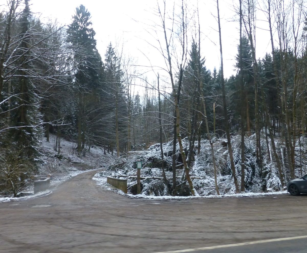 Umgestürzte und abgebrochene Bäume nach einem Sturm im Wald