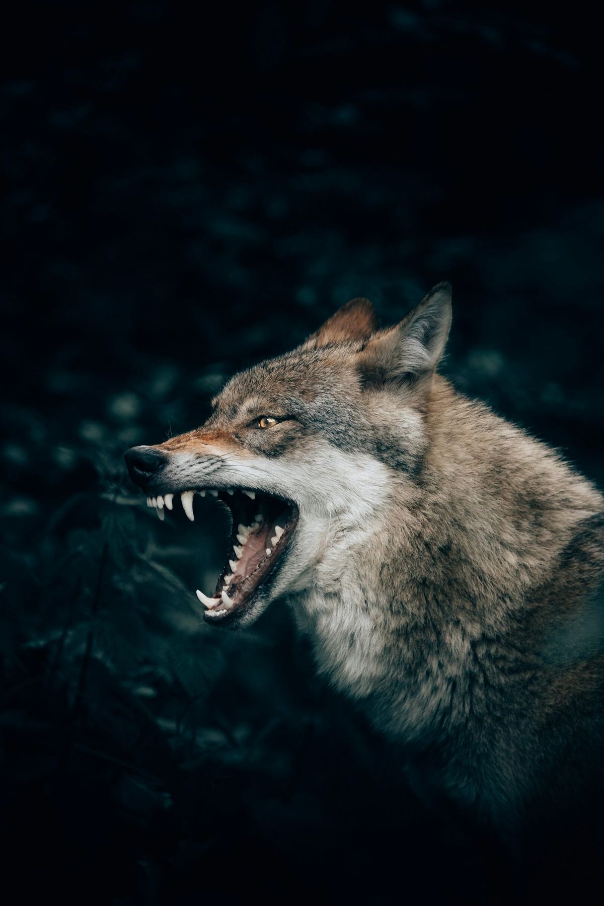 Seitliches Porträt eines knurrenden Wolfs vor dunklem Hintergrund