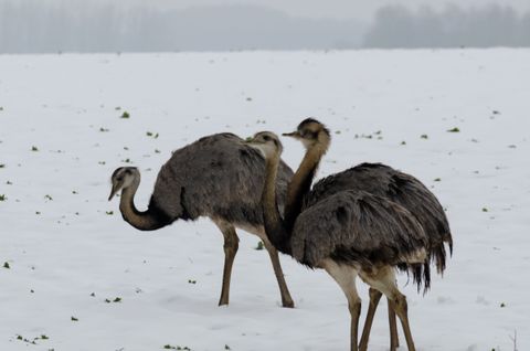 Nur noch 39 Nandus am Schaalsee: Steht die Jagd auf die Riesenvögel vor dem Aus?