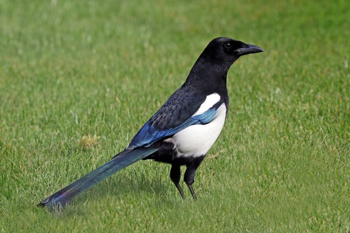Elster mit schwarz-weißem Gefieder und langem Schwanz auf einem Ast
