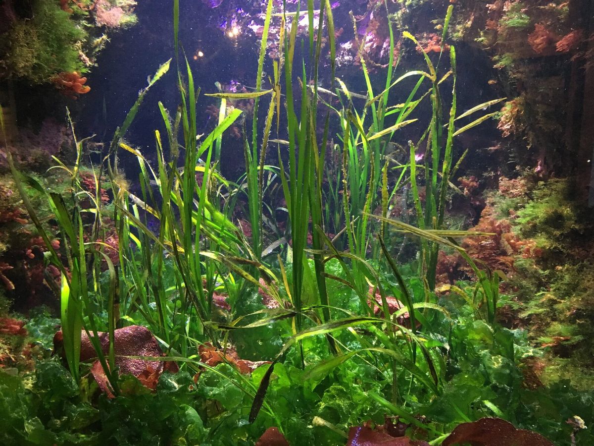 Seenadeln zwischen langen Blättern einer Seegraswiese