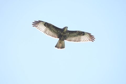 Habicht oder Mäusebussard? Im Flugbild von unten entscheidet der Stoß