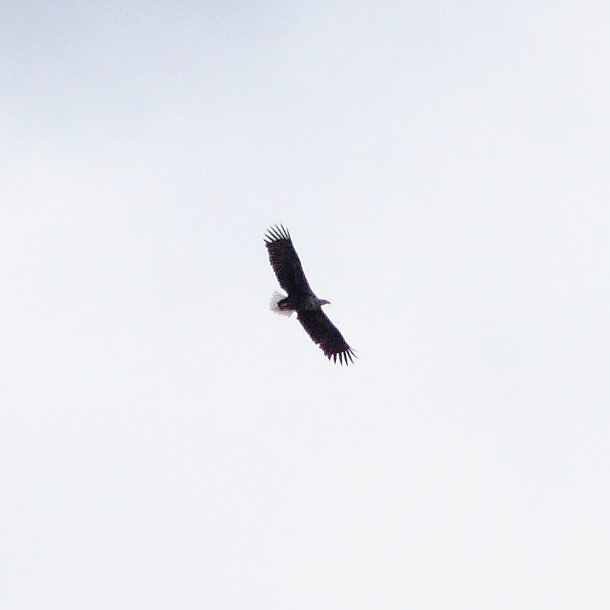 Seeadler mit sehr breiten brettartig gehaltenen Flügeln und kurzem keilförmigem Schwanz