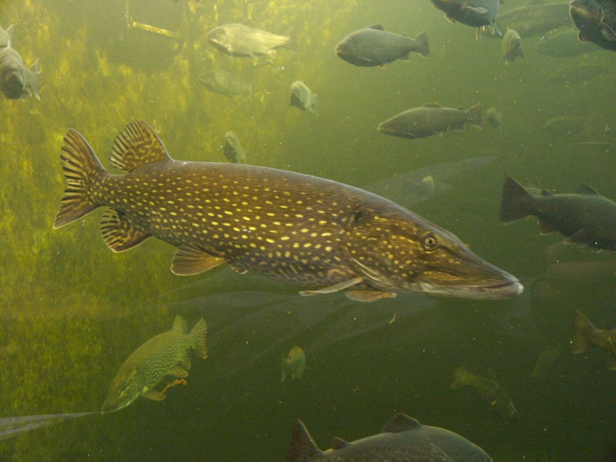Europäischer Hecht (Esox lucius) in Seitenansicht im Wasser