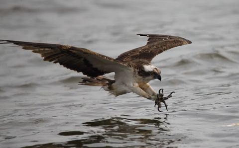 Grundlagen der Greifvögel (Raubvögel) in der Jägersprache und Ökologie
