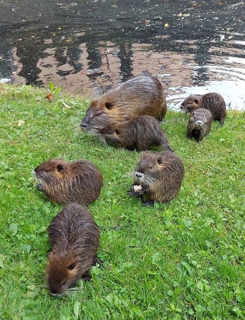 Invasive Arten in Deutschland: Nutria auf dem Vormarsch – was Jäger jetzt wissen müssen