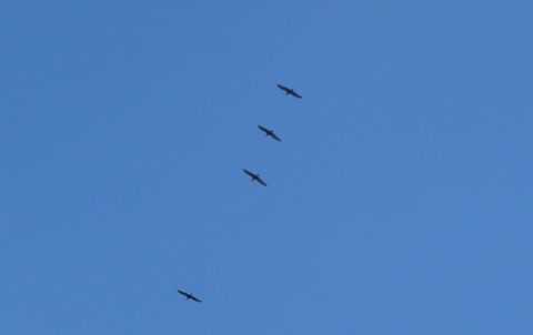 Waldrapp-Migration 2026: Wind stoppt den Start – die neue Zugroute bleibt das eigentliche Experiment